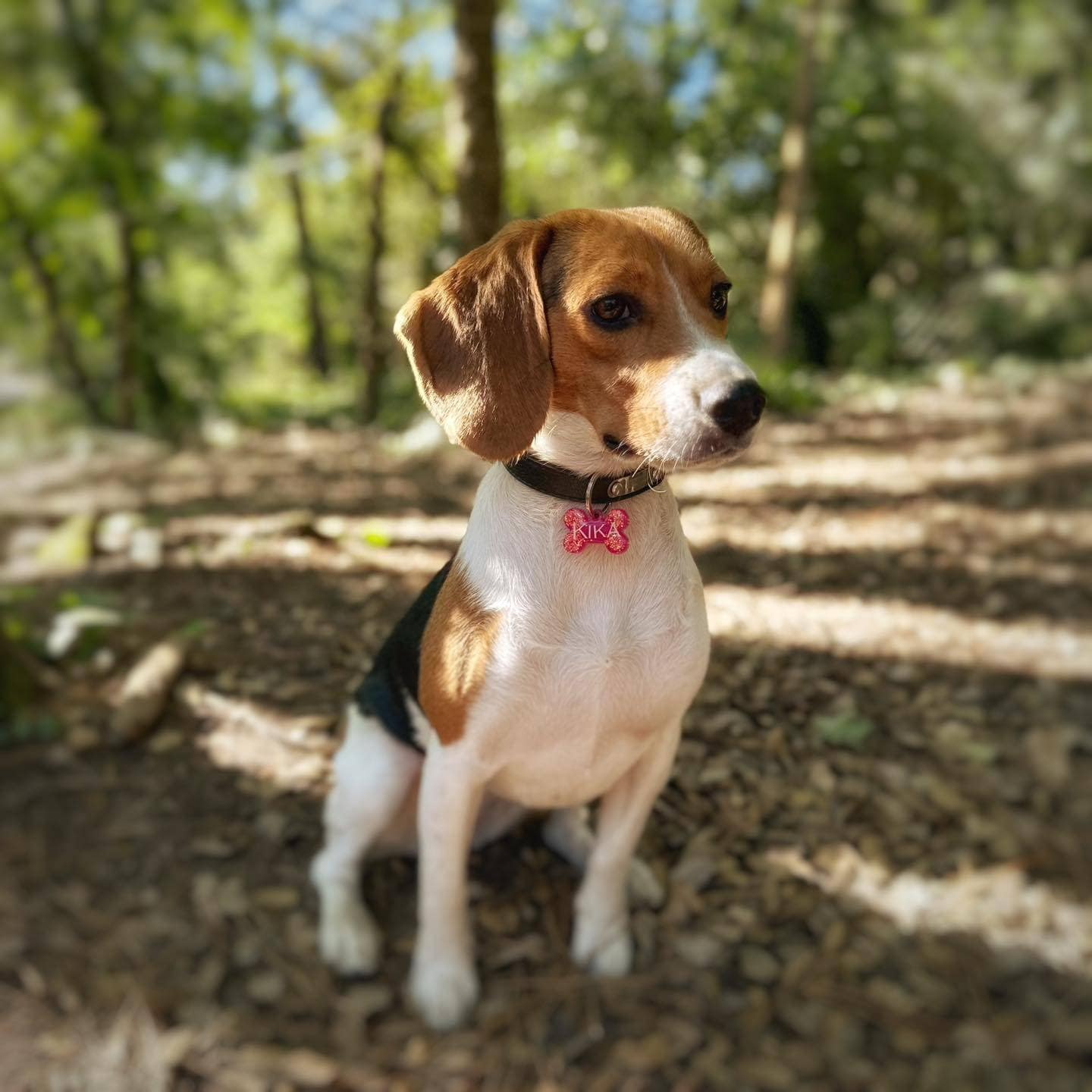Puppy Tags Chapas de identificação para animais Moca's Design